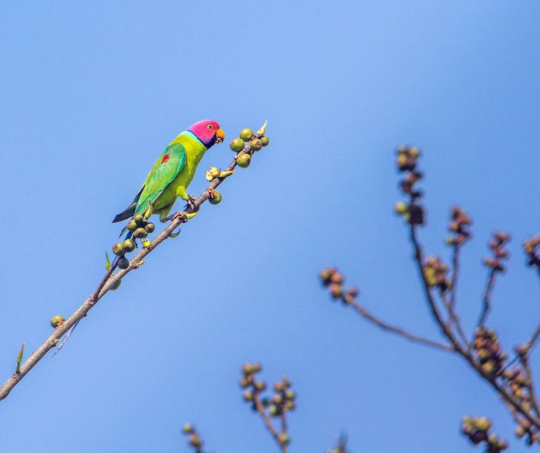 Bird Watching In Nepal