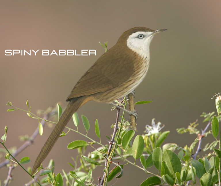 Spiny Babbler: The Enigmatic Elegance of Nepal