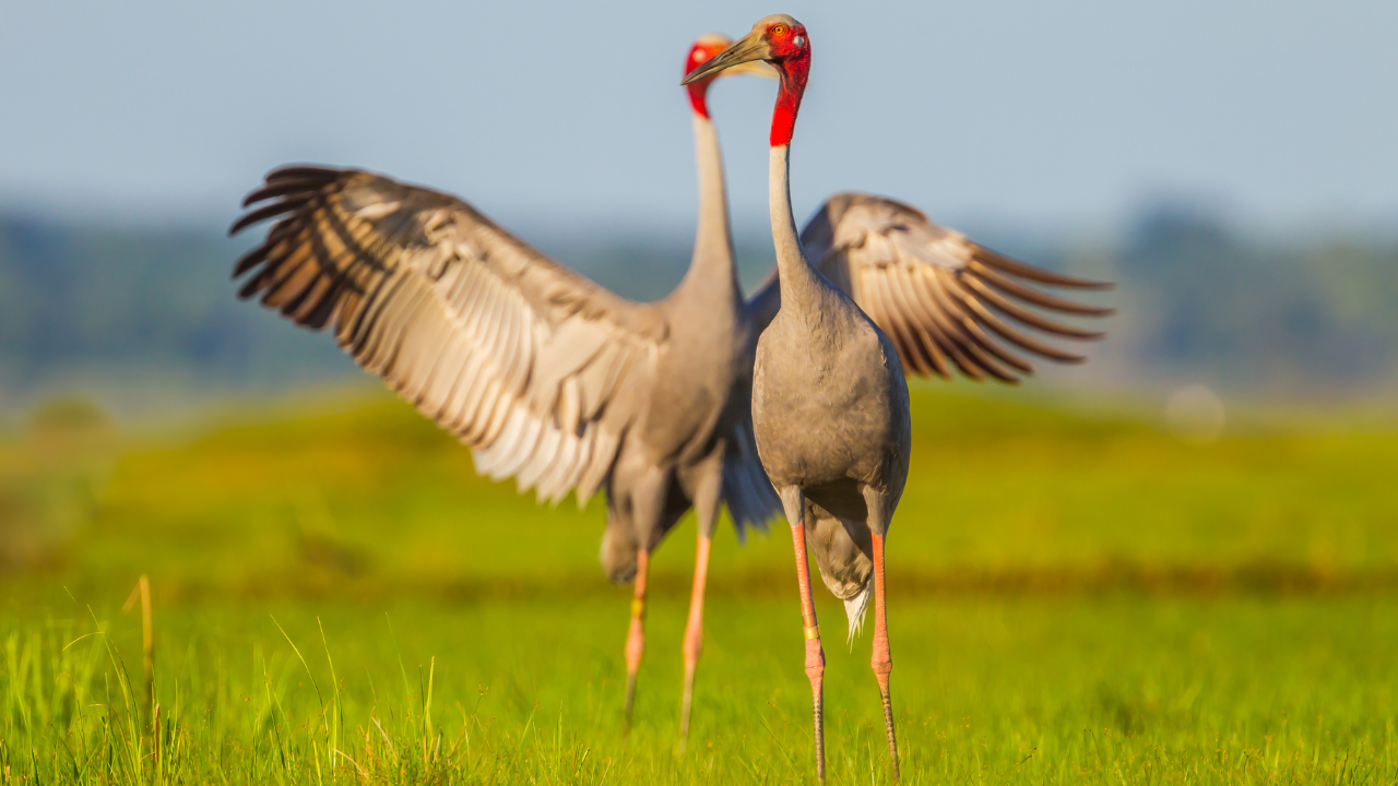 sarus crane courtship dance